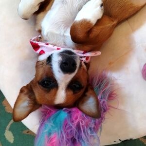 Foster Dog Dumpling!